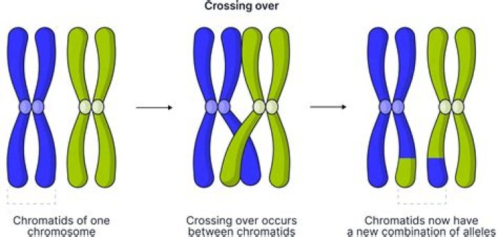 In meiosis what is crossing over?
