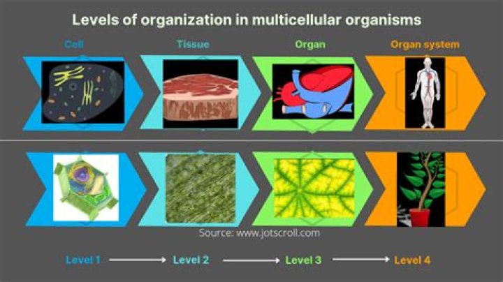 In multicellular organisms what process accompanies growth?