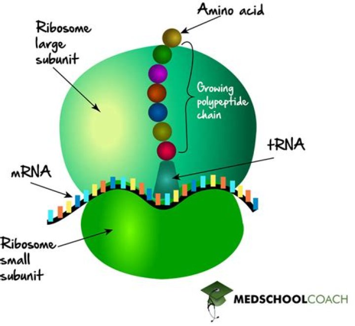 In polyribosome the ribosomes attach to which rna?