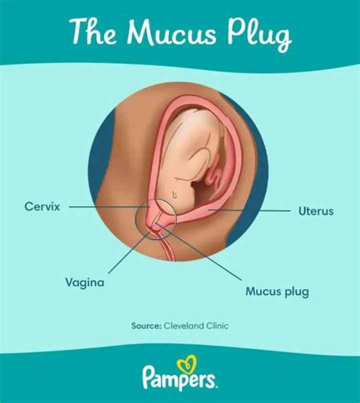In pregnancy what is the mucus plug?