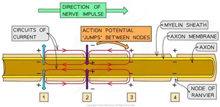 In saltatory conduction of impulse?