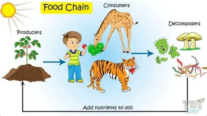 In the food chain what is a decomposer?