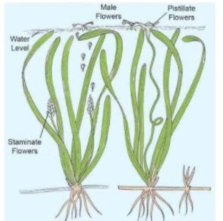 In vallisneria and zostera pollination occurs respectively?