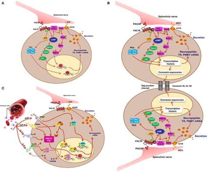 Increase in chromaffin cells?