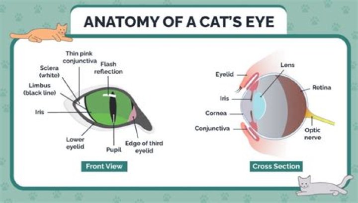 Inturned eyelid in cats?