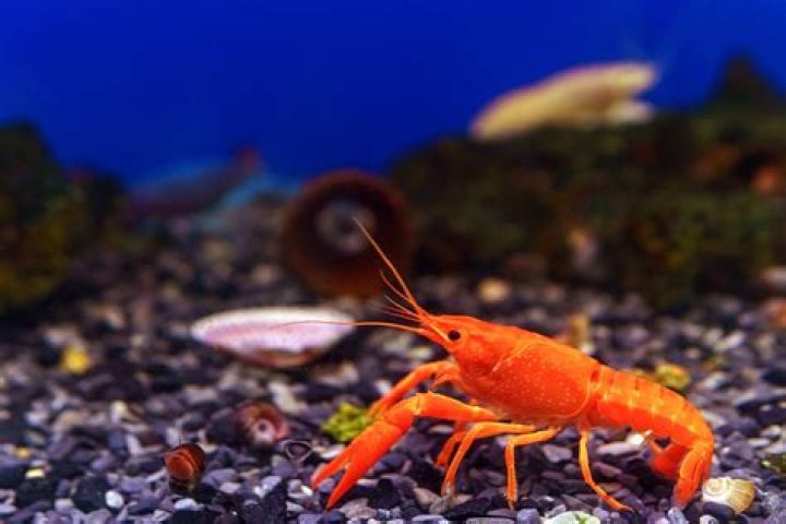 Is a crayfish a fish?