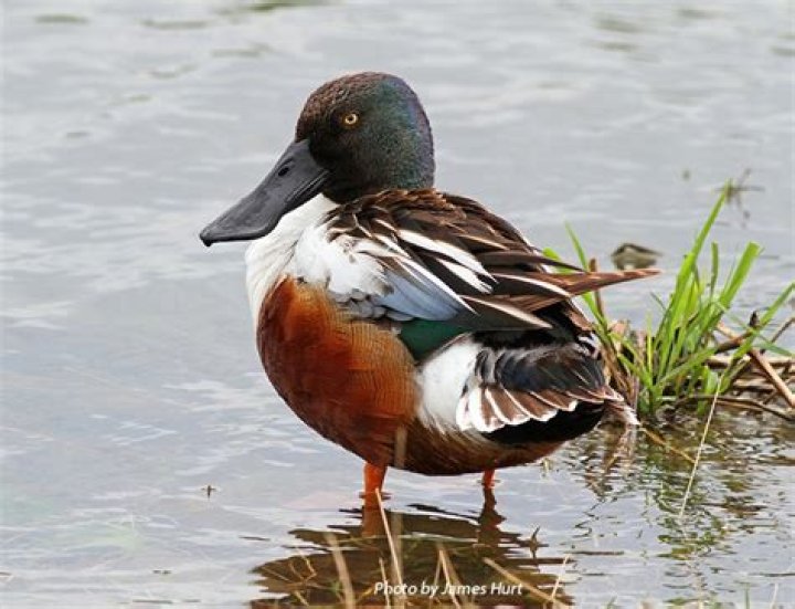 Is a shoveler a puddle duck?