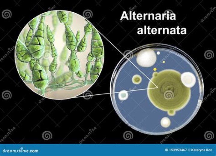 Is alternaria alternata dangerous?
