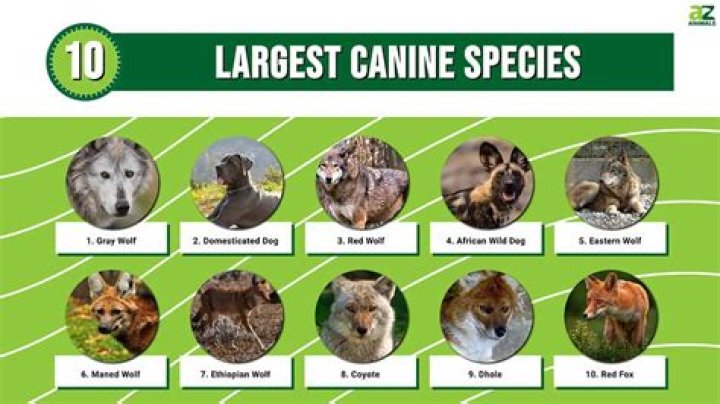 Is canine a species?