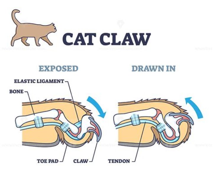 Is catspaw a real word?