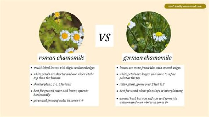 Is chamomile the same as apigenin?
