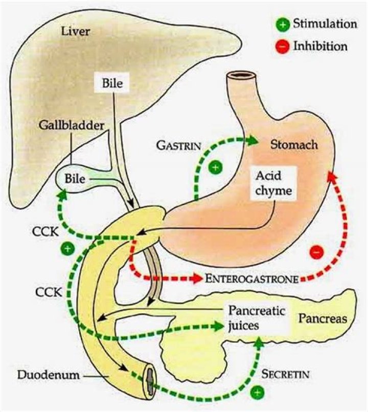 Is cholecystokinin a neurotransmitter?