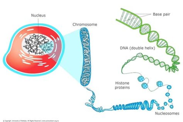 Is chromosome bigger than dna?
