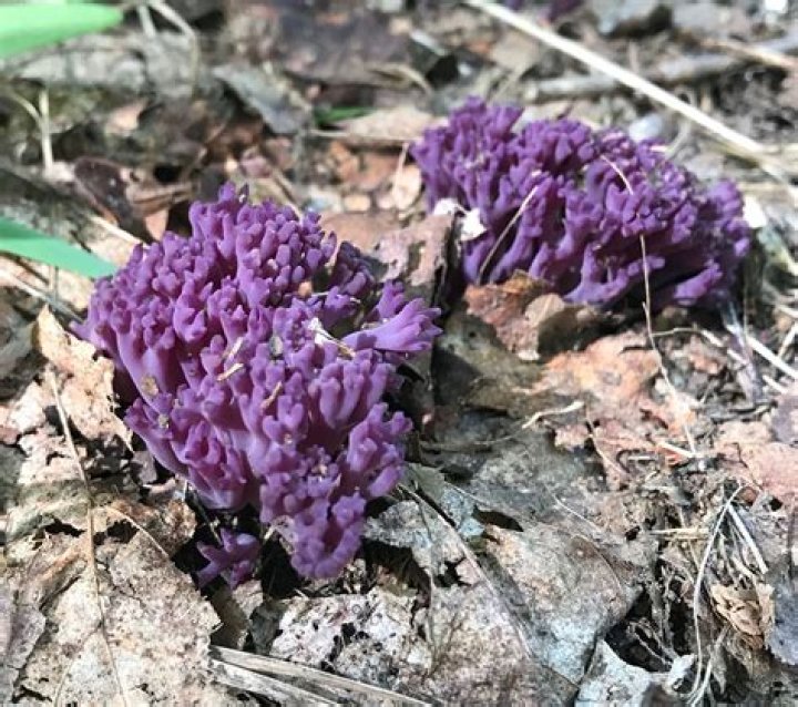 Is clavaria zollingeri edible?