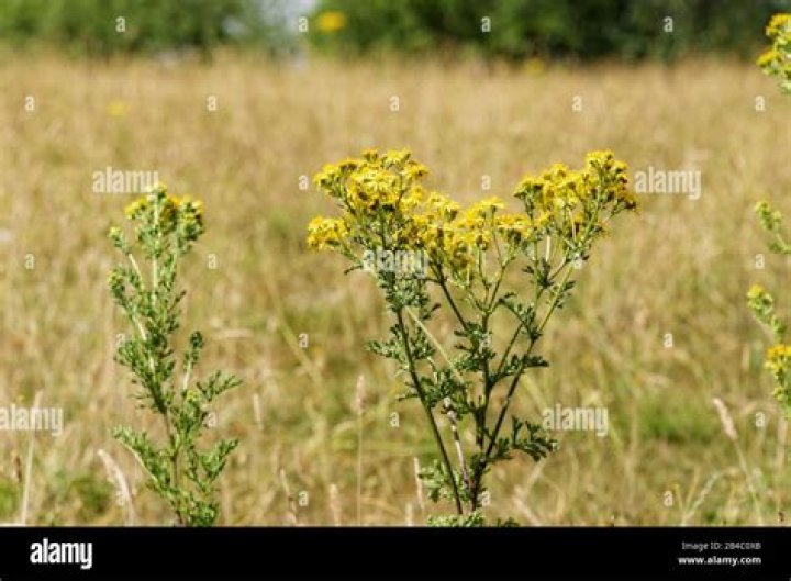 Is common ragwort a weed?
