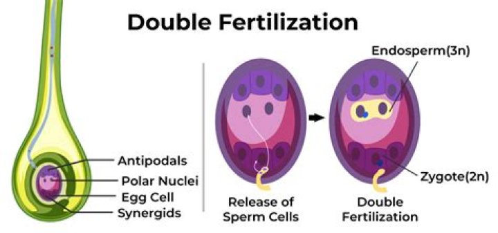 Is double fertilisation in plants?