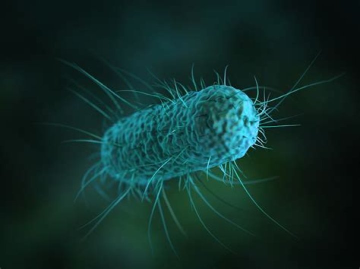 Is e coli zoonotic?