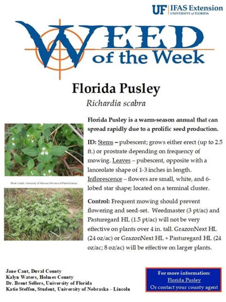 Is florida pusley edible?