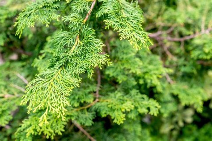Is hinoki the same as cypress?