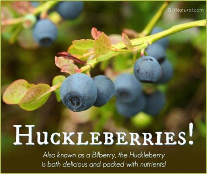 Is huckleberries good for you?