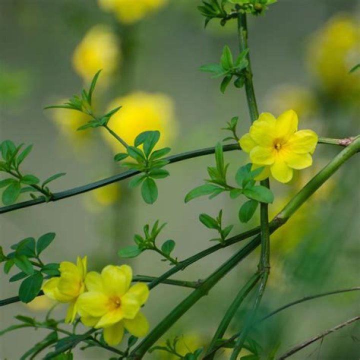Is jasminum nudiflorum fragrant?