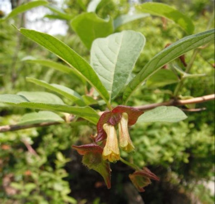 Is lonicera involucrata poisonous?