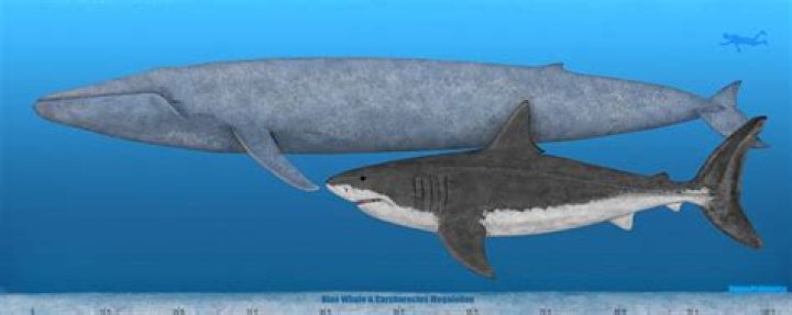 Is megalodon bigger than blue whale?