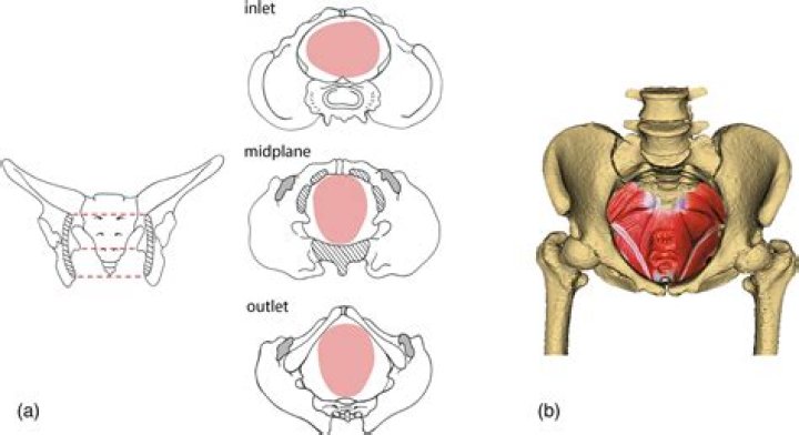Is obstetrical a adjective?