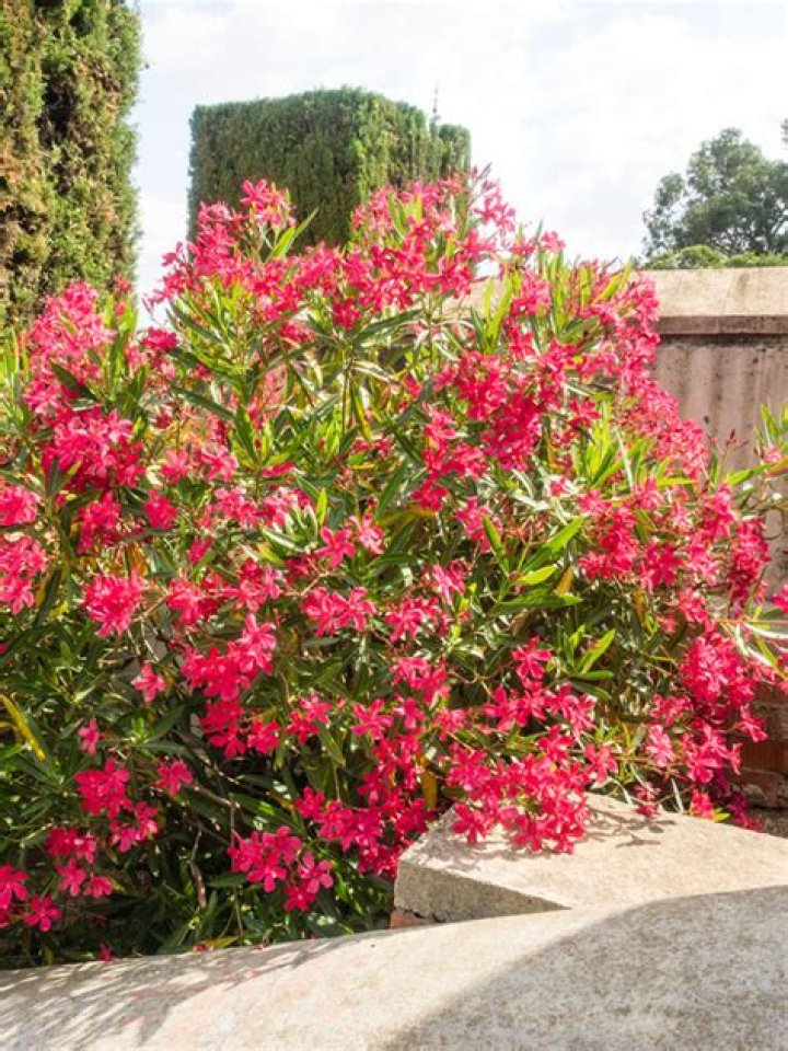 Is oleander a perennial?