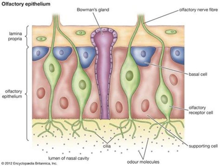 Is olfactory epithelium ciliated?