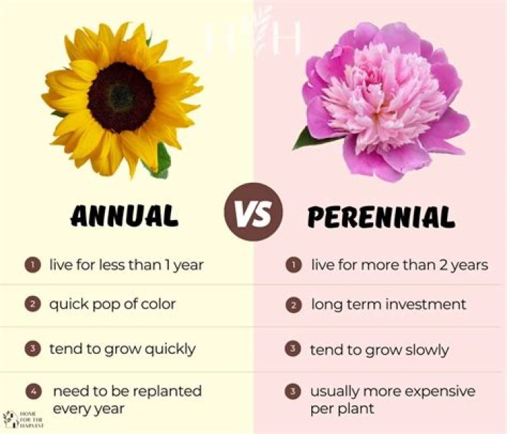 Is perennial every year?