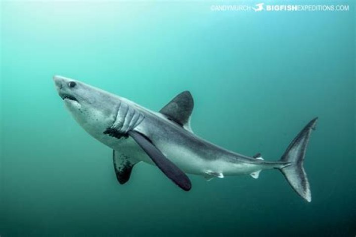 Is porbeagle shark good to eat?