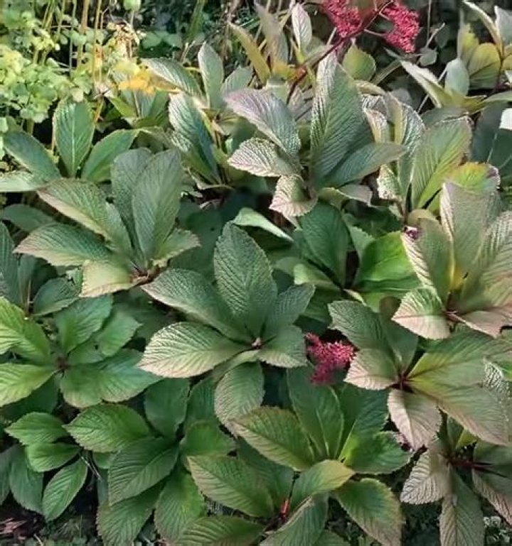 Is rodgersia deer resistant?