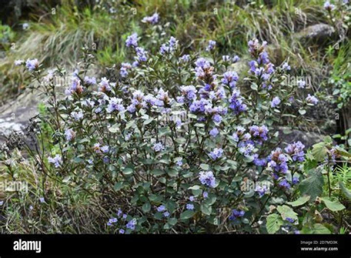 Is strobilanthes kunthiana polycarpic?