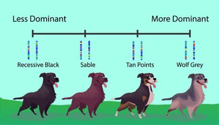 Is temperament genetic in dogs?