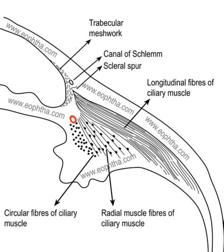 Is the ciliary body a muscle?