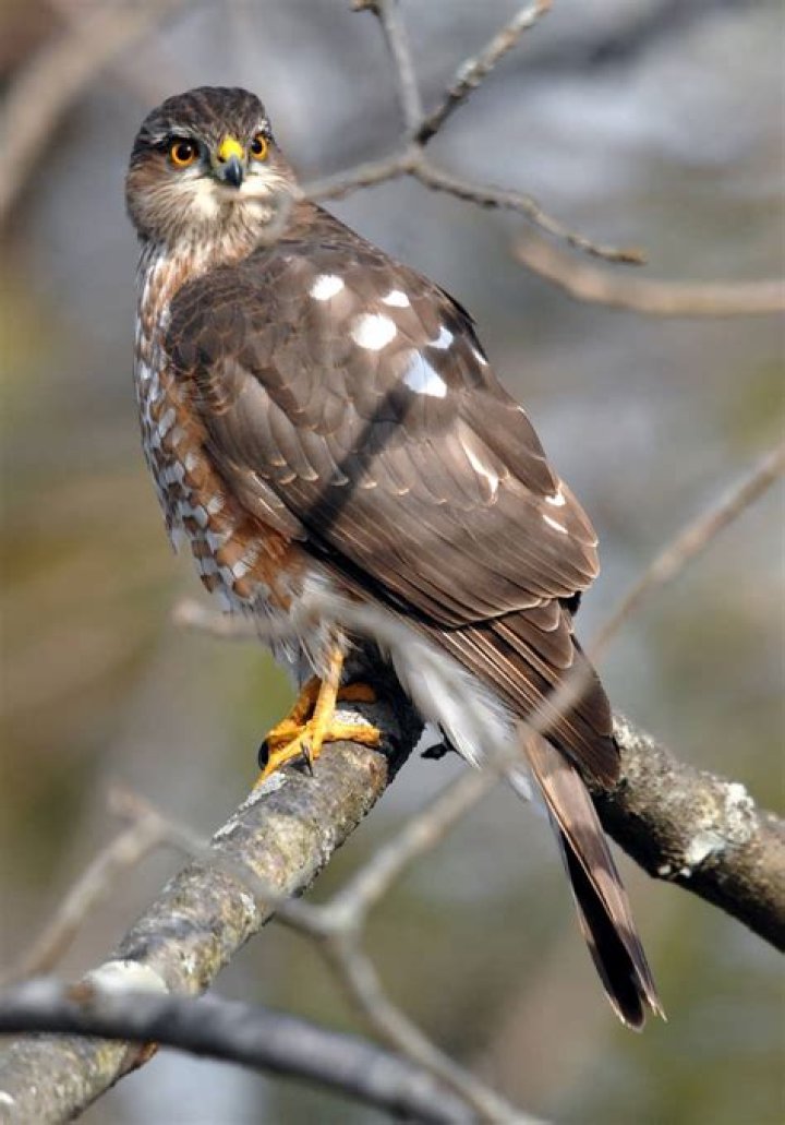 Is the sharp-shinned hawk a carnivore?