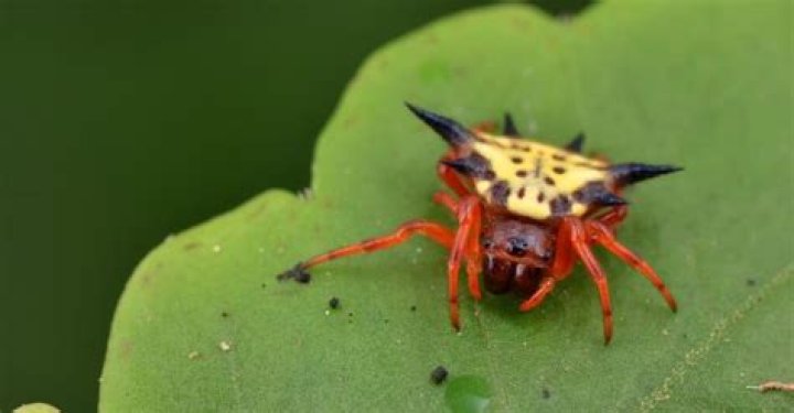 Is the spiny orb weaver poisonous?