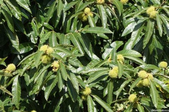 Is there such a word as nuttery?