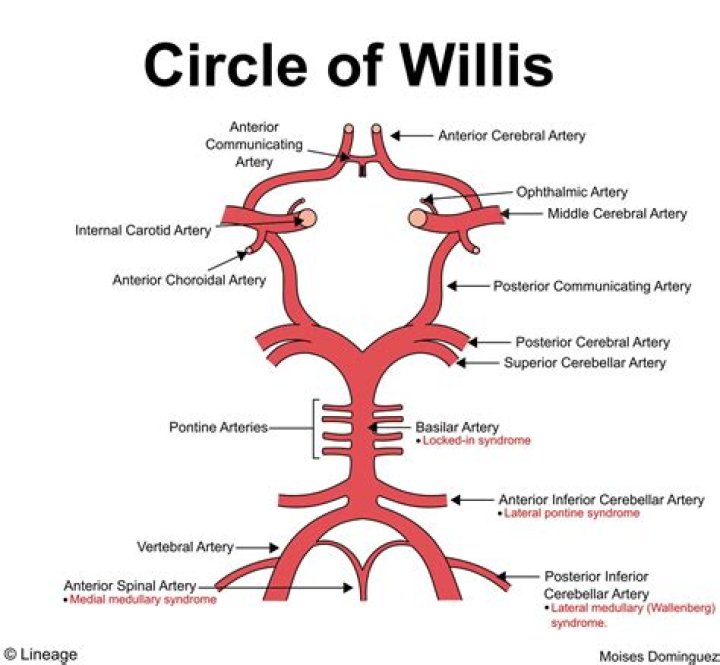 Is vertebral artery part of circle of willis?
