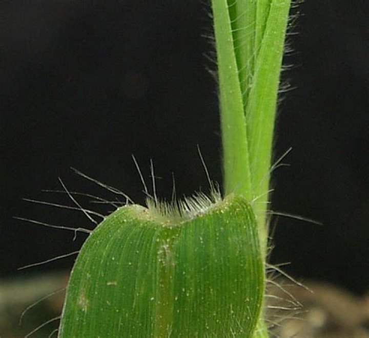 Is witchgrass a weed?