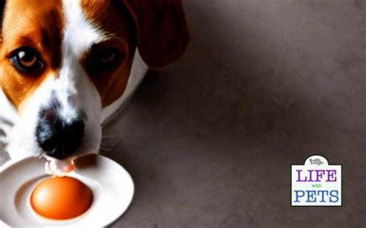 Is yolks good for dogs?