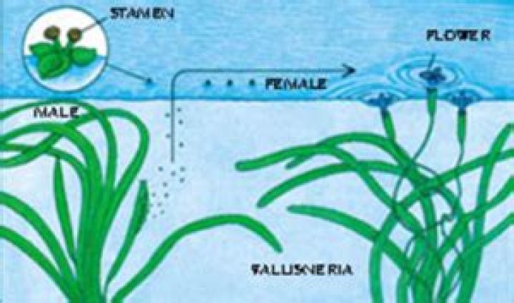 Is zostera pollinated by water?