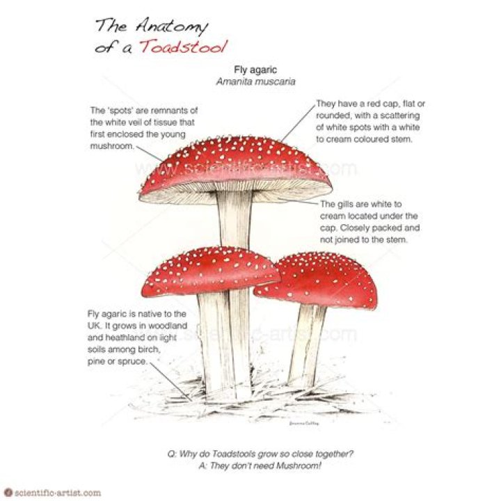 On the toadstool meaning?