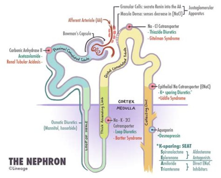 On what part of the nephron?