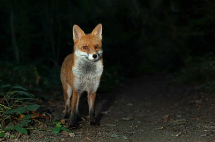 Should foxes be out in the day?