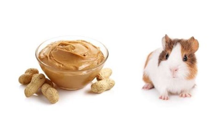 Should guinea pigs have peanut butter?