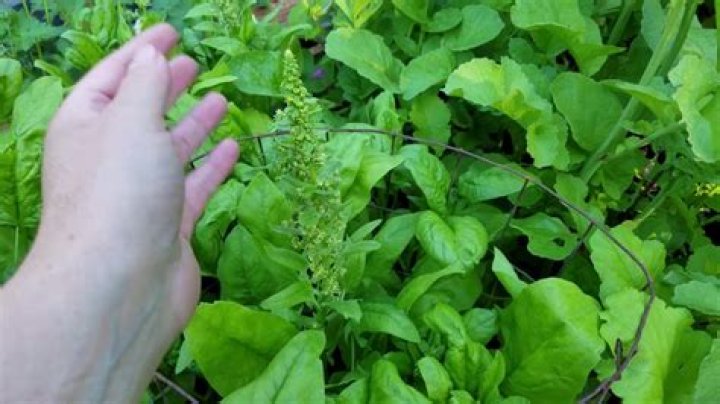 Should i cut bolting spinach?