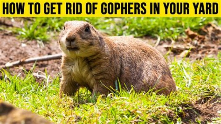 Should i kill gophers?