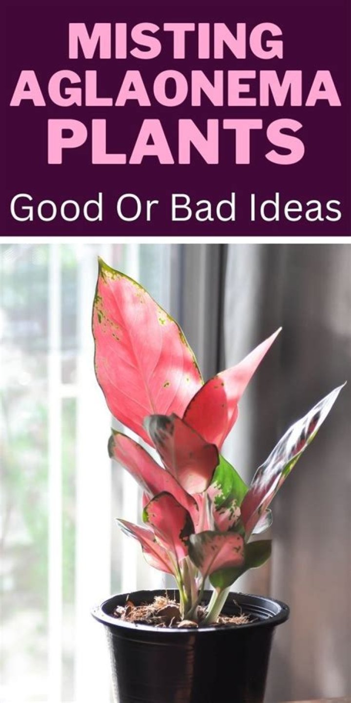 Should i mist my aglaonema?